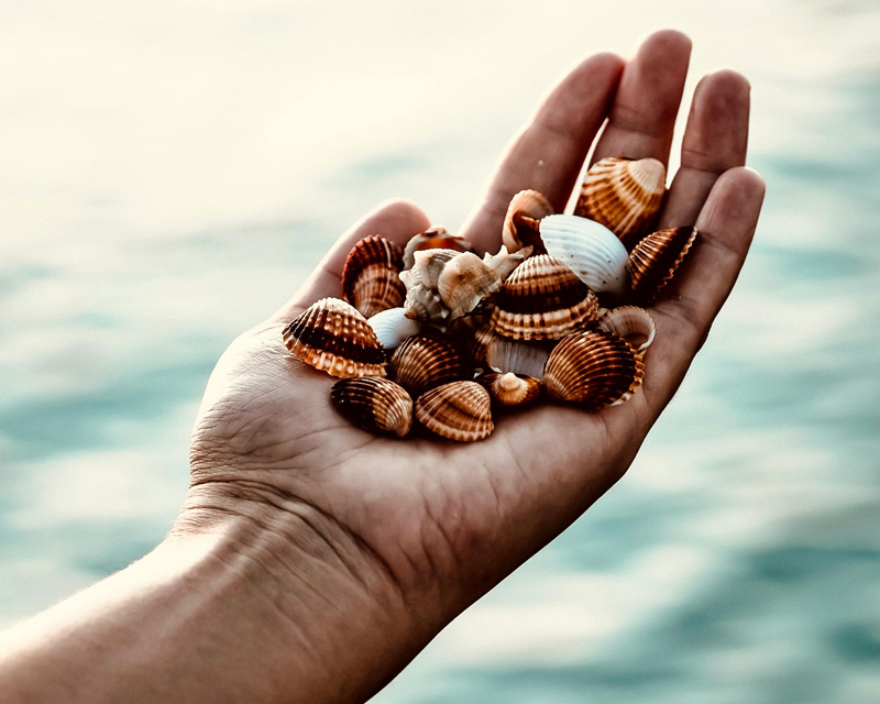 seashells in palm, adolescent mental health therapy, Beverly, MA