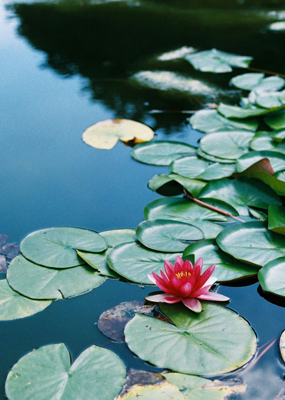 waterlily, Therapy for Healthcare Workers in Boston, MA