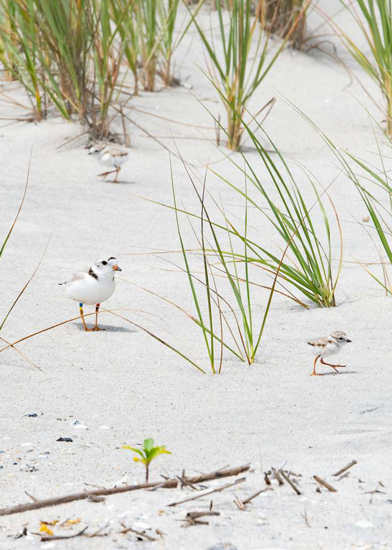piping plover, therapy for stress and anxiety, Beverly, ma