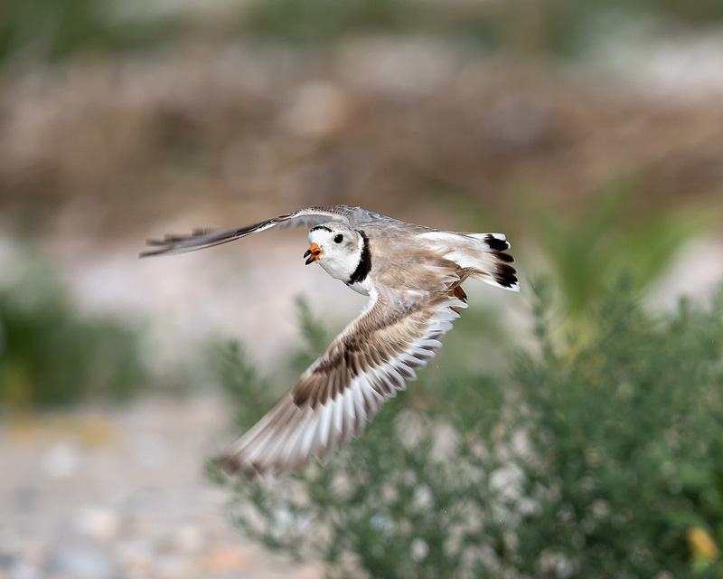 piping plover, therapy for medical professionals, Beverly, ma